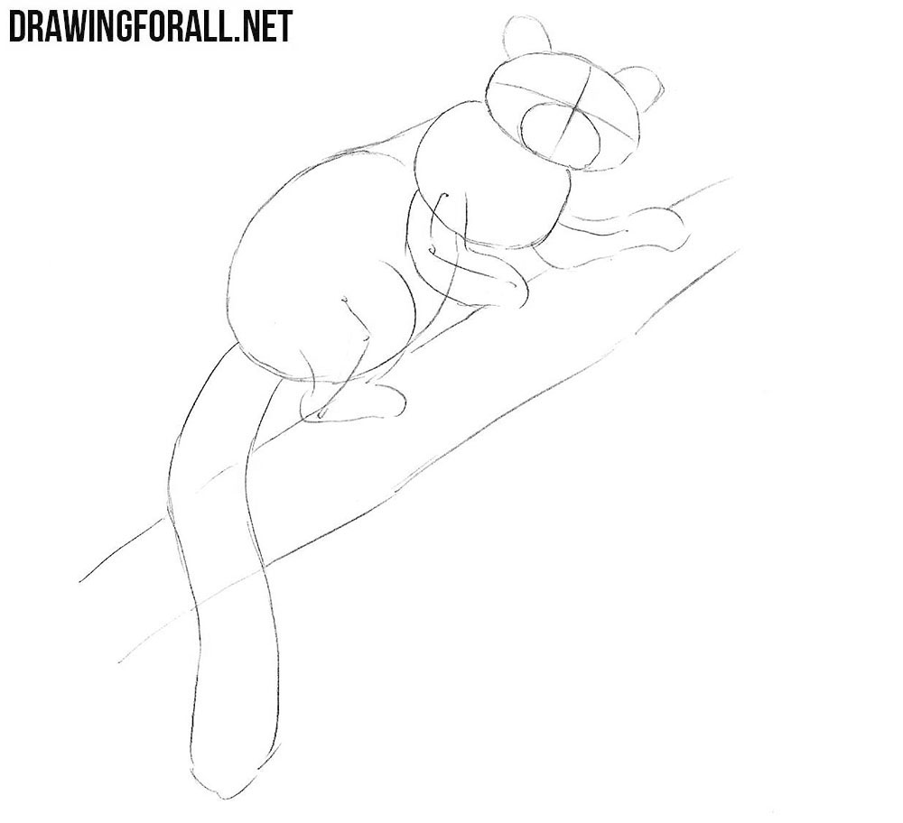 learn to draw a Red Panda step by step