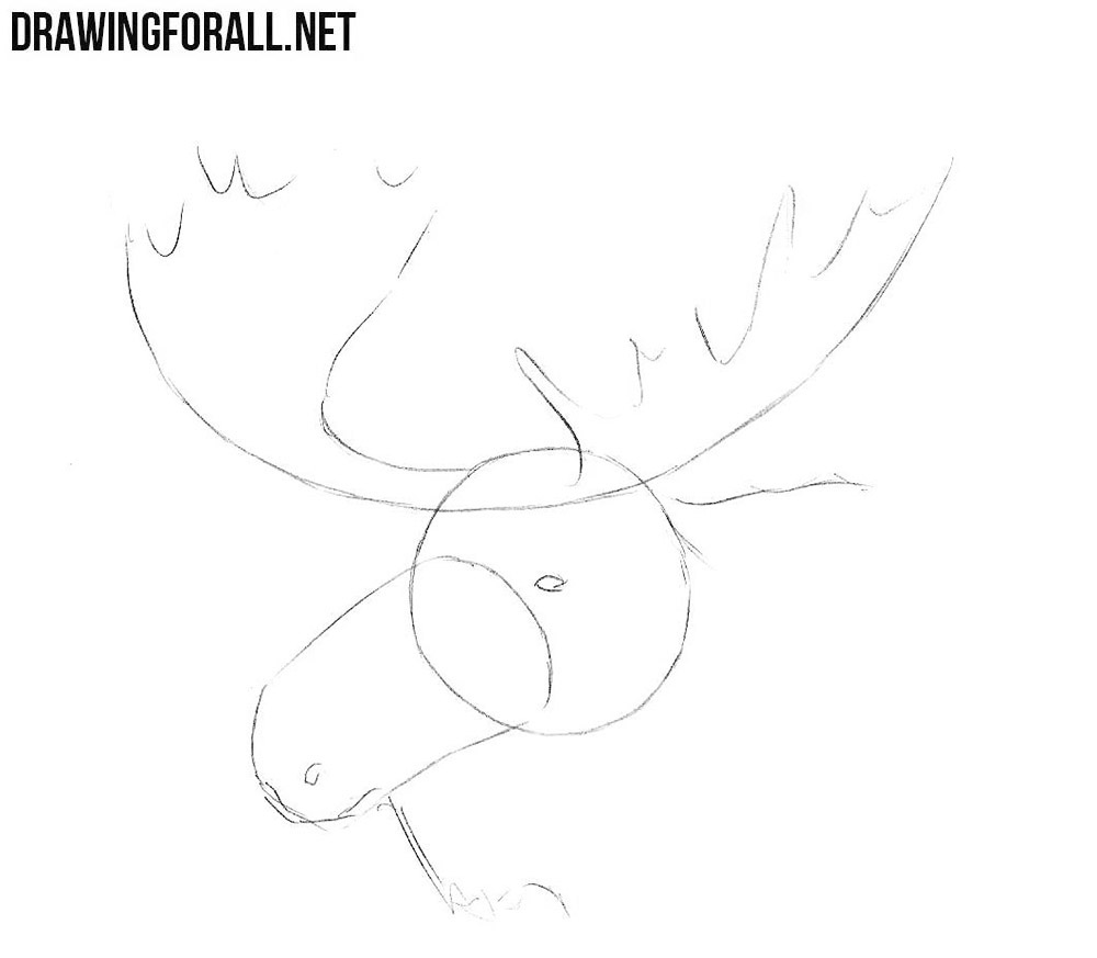 learn to draw an Elk Head