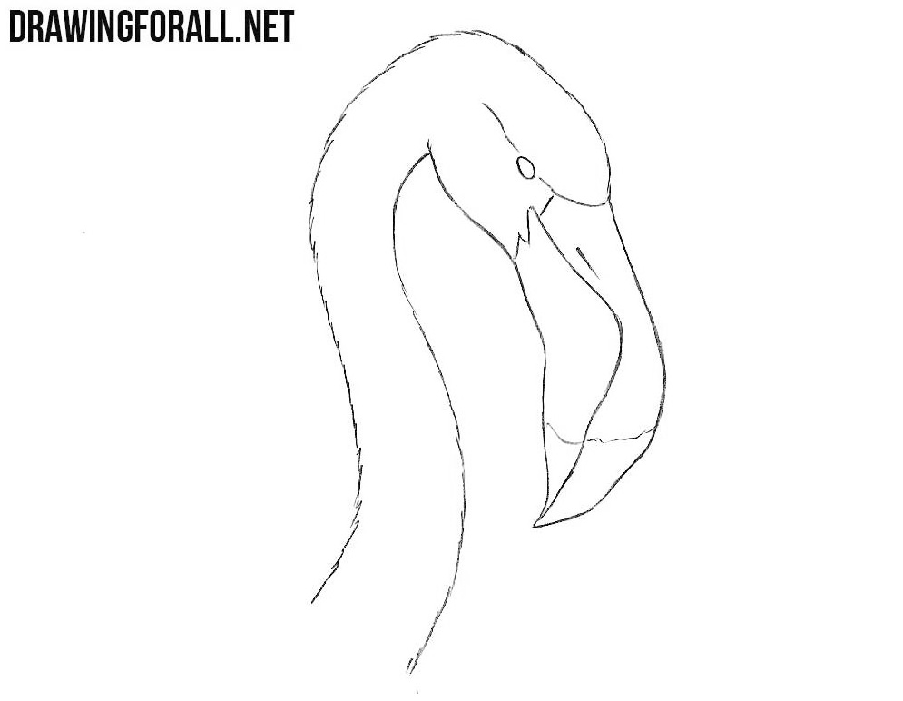 Flamingo Head drawing