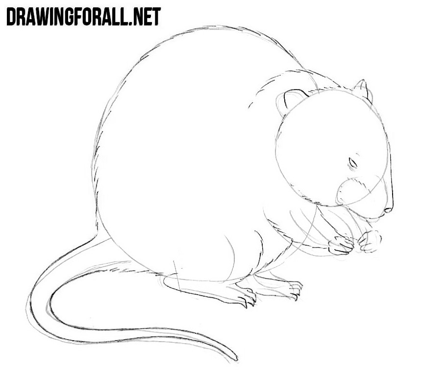How to Draw a Muskrat step by step with a pencil