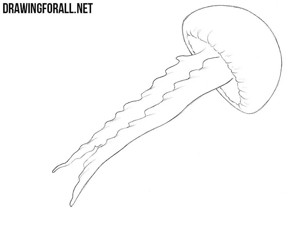 Jellyfish drawing