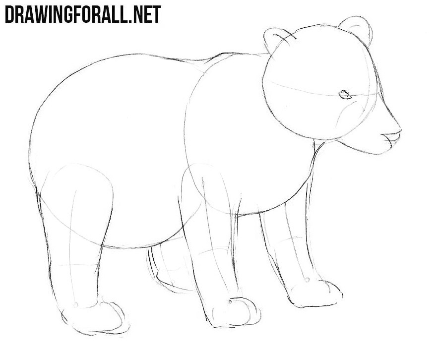Learn how to draw a little Bear
