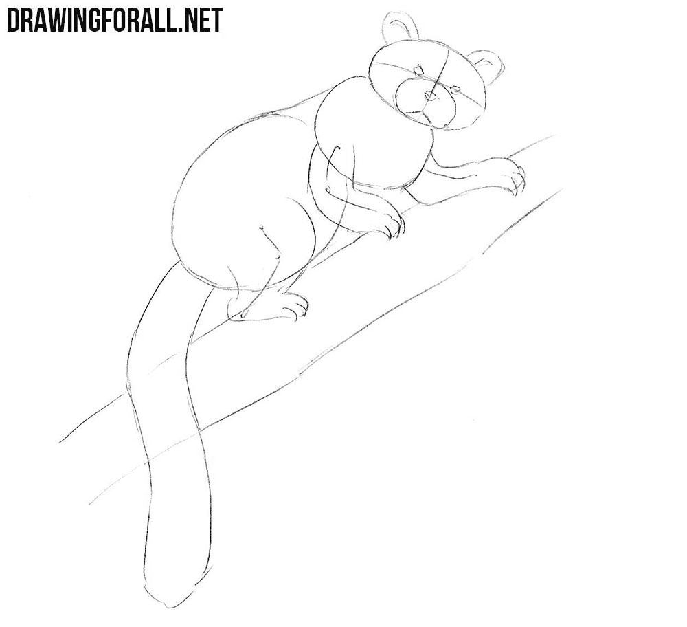 Red Panda drawing tutorial