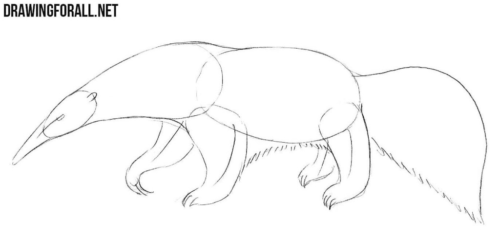 anteater drawing tutorial