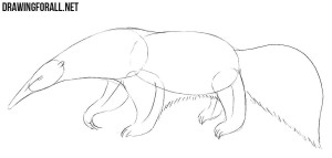 anteater drawing tutorial | Drawingforall.net
