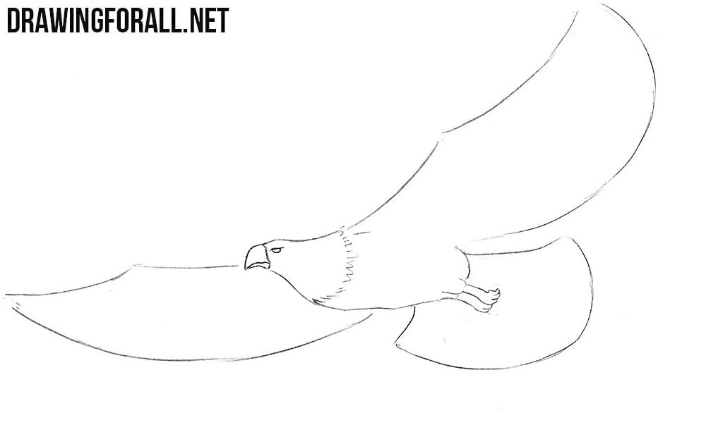 bald eagle head drawing