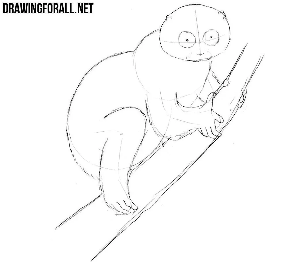how to draw a Slow Loris with a pencil