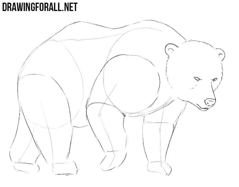 how to draw a bear for kindergarten