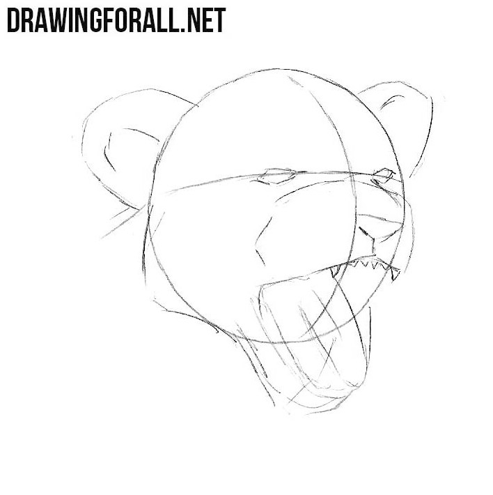 how to draw a lion cub