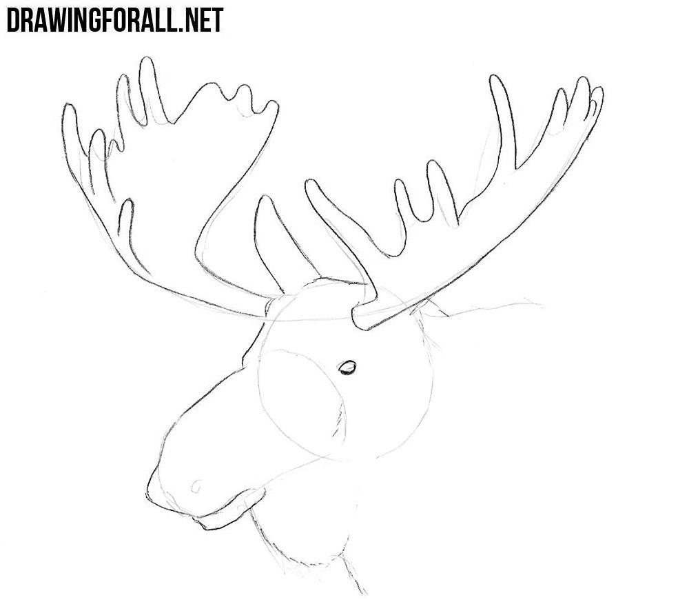 how to draw an Elk Head step by step