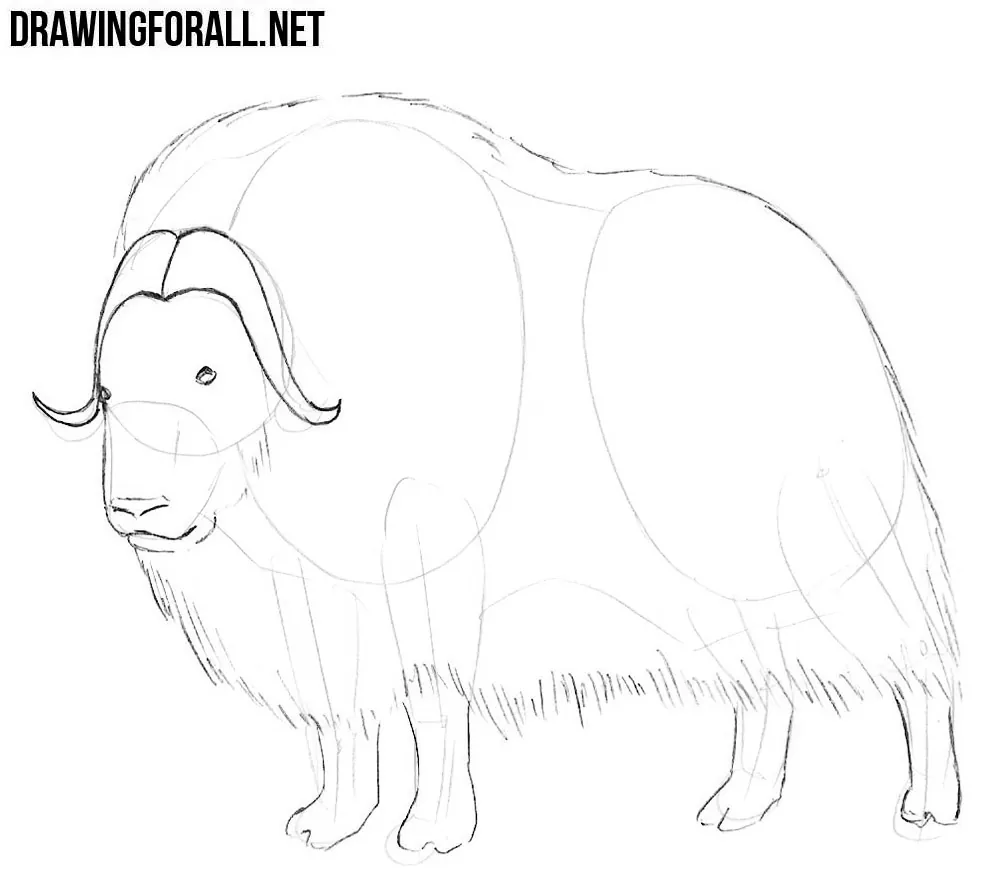 learn how to draw a Muskox