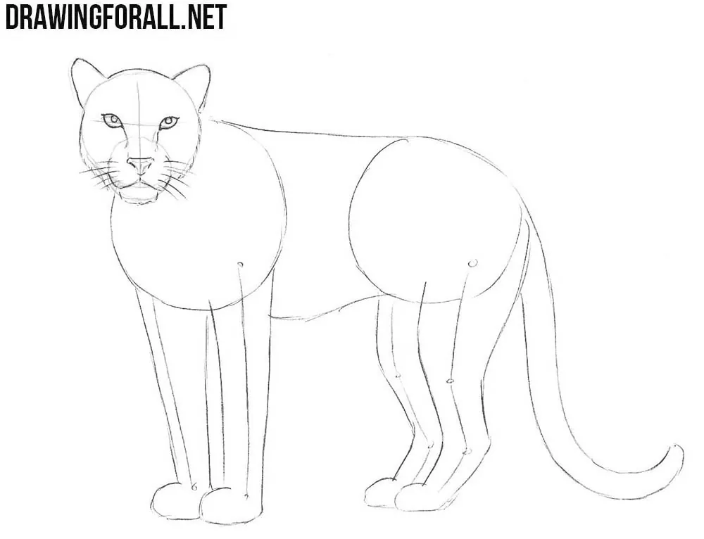 learn to draw a leopard  step by step
