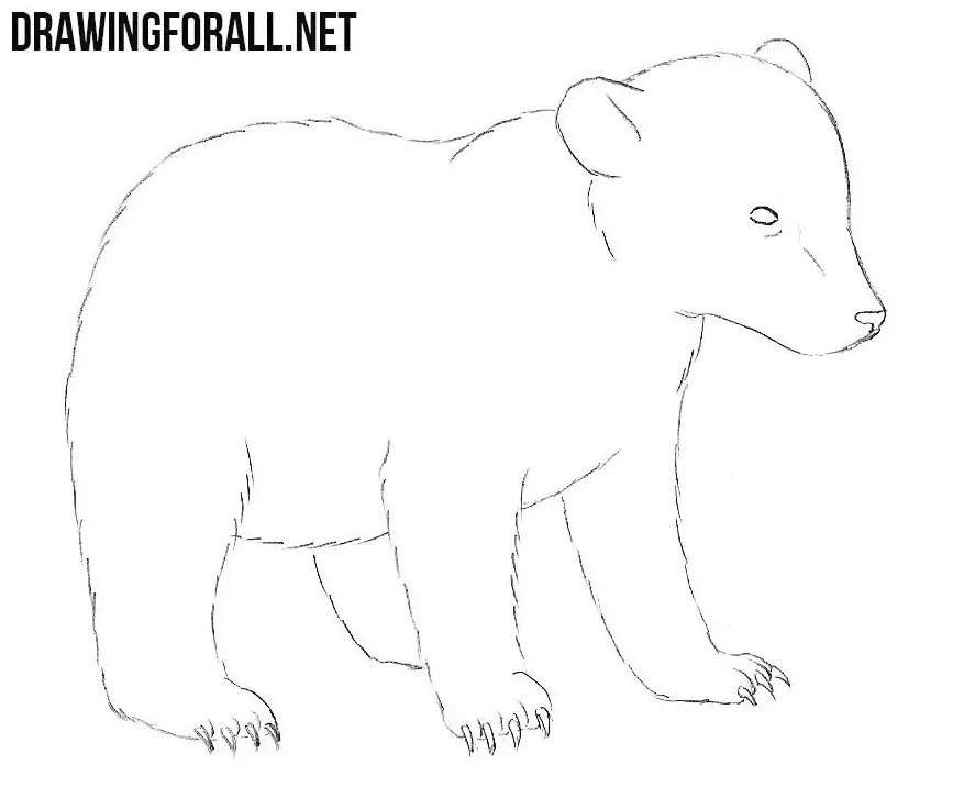 How to Draw a Bear - An Easy and Cute Wild Bear Drawing