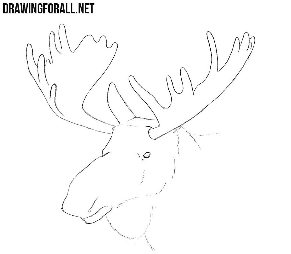 Elk Head drawing