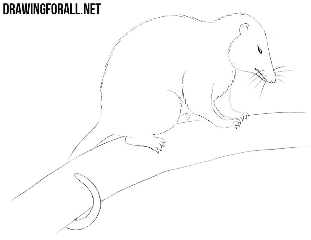 Opossum drawing
