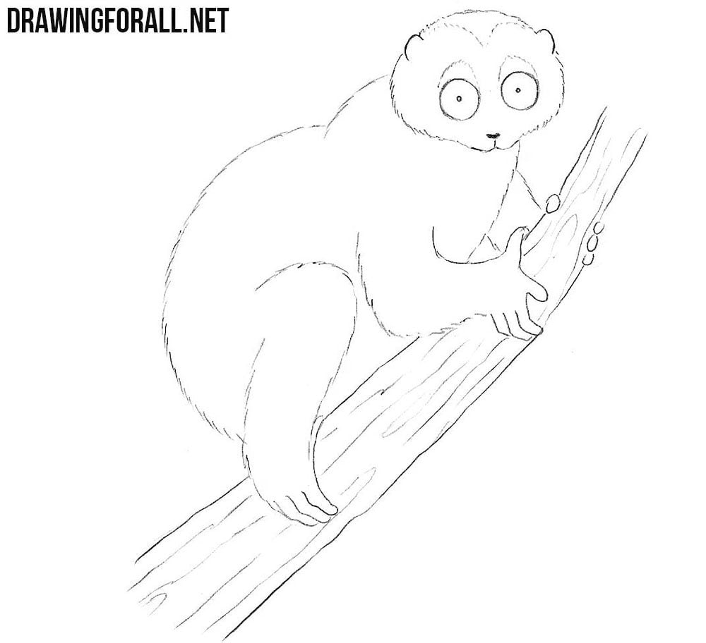 Slow Loris drawing