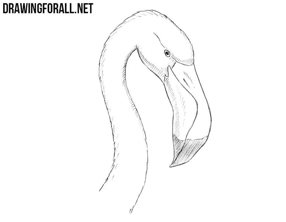 how to draw a Flamingo Head