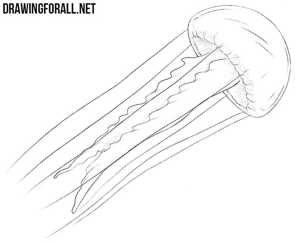 how to draw a Jellyfish