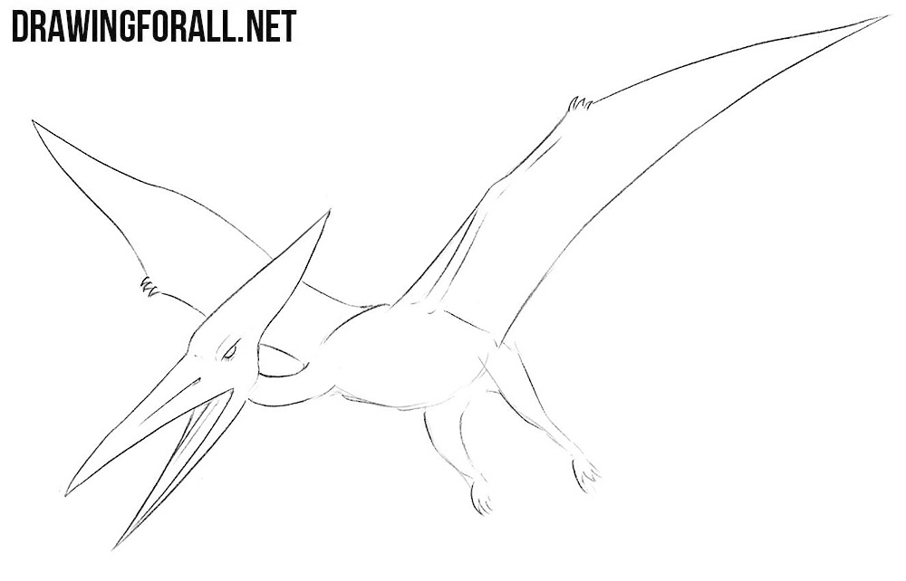 how to draw a Pterodactylus step by step