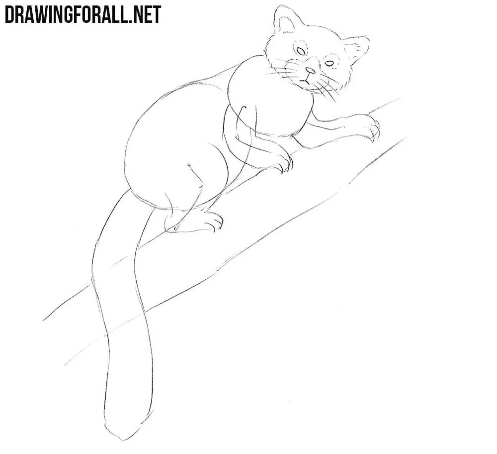learn how to draw a Red Panda step by step