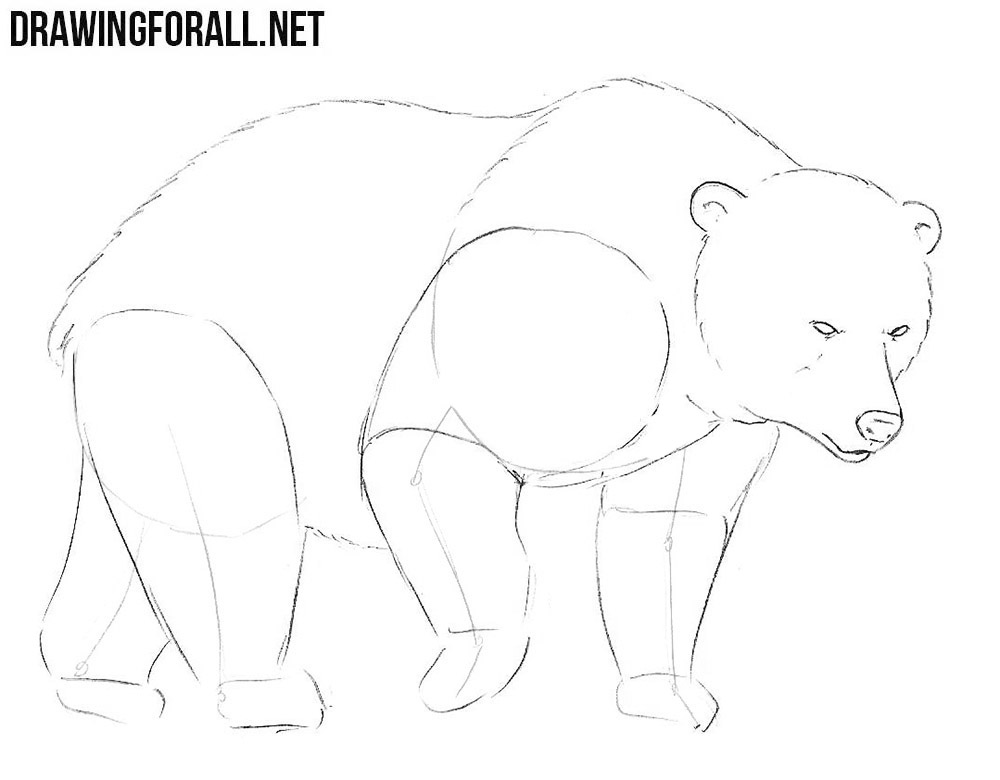 learn to draw a Bear