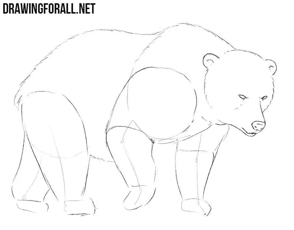 learn to draw a Bear