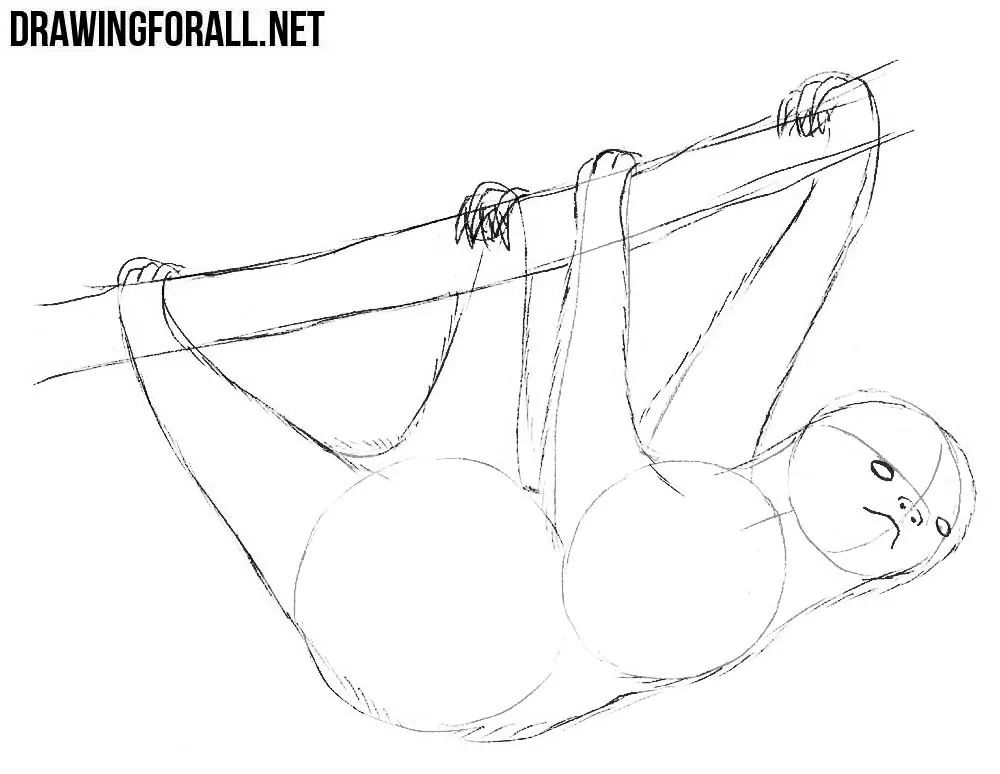learn to draw a sloth