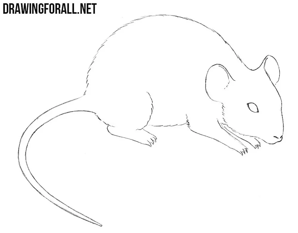 mouse drawing