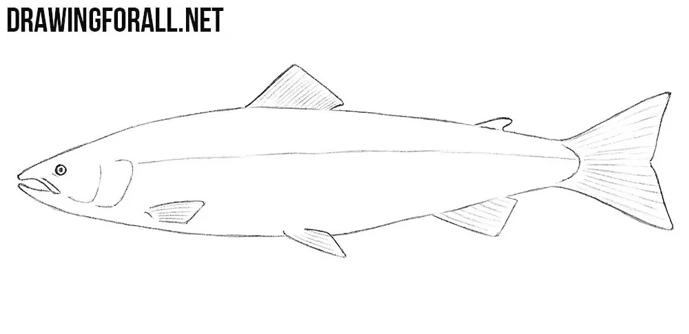 salmon drawing