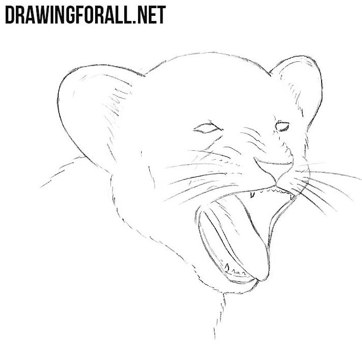 yawning lion cub drawing