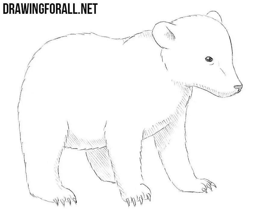 How to Draw a Baby Bear