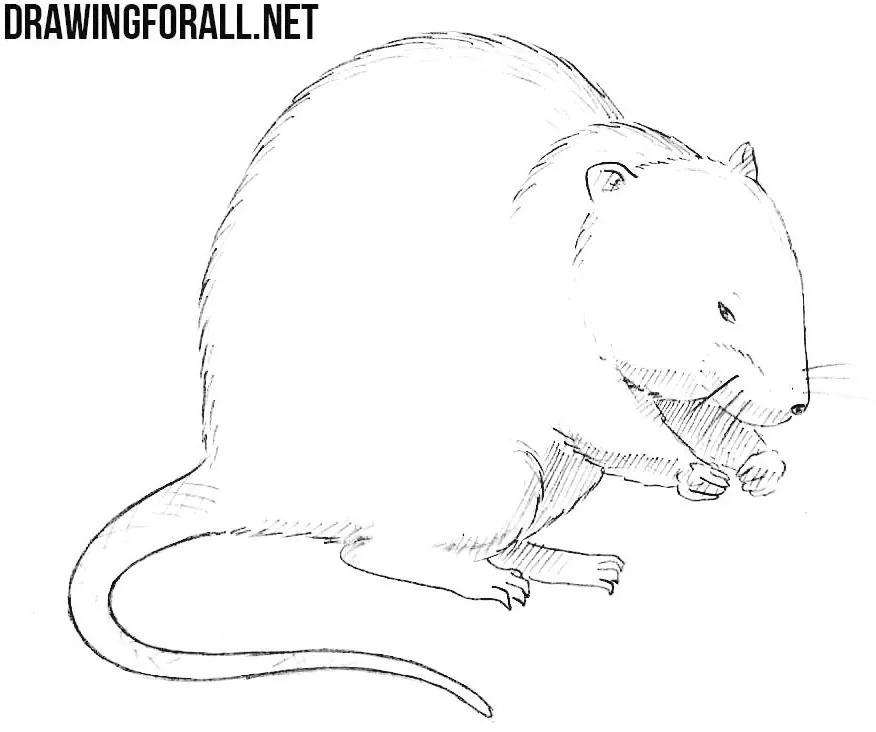 How to Draw a Muskrat