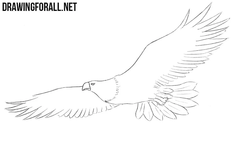 eagle drawing