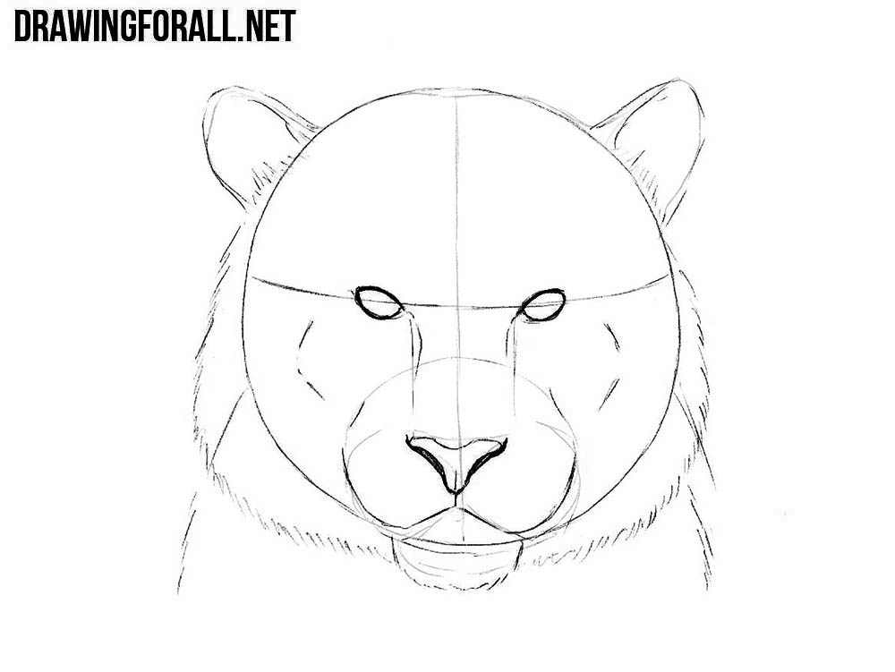 how to draw a How to Draw a Tiger face