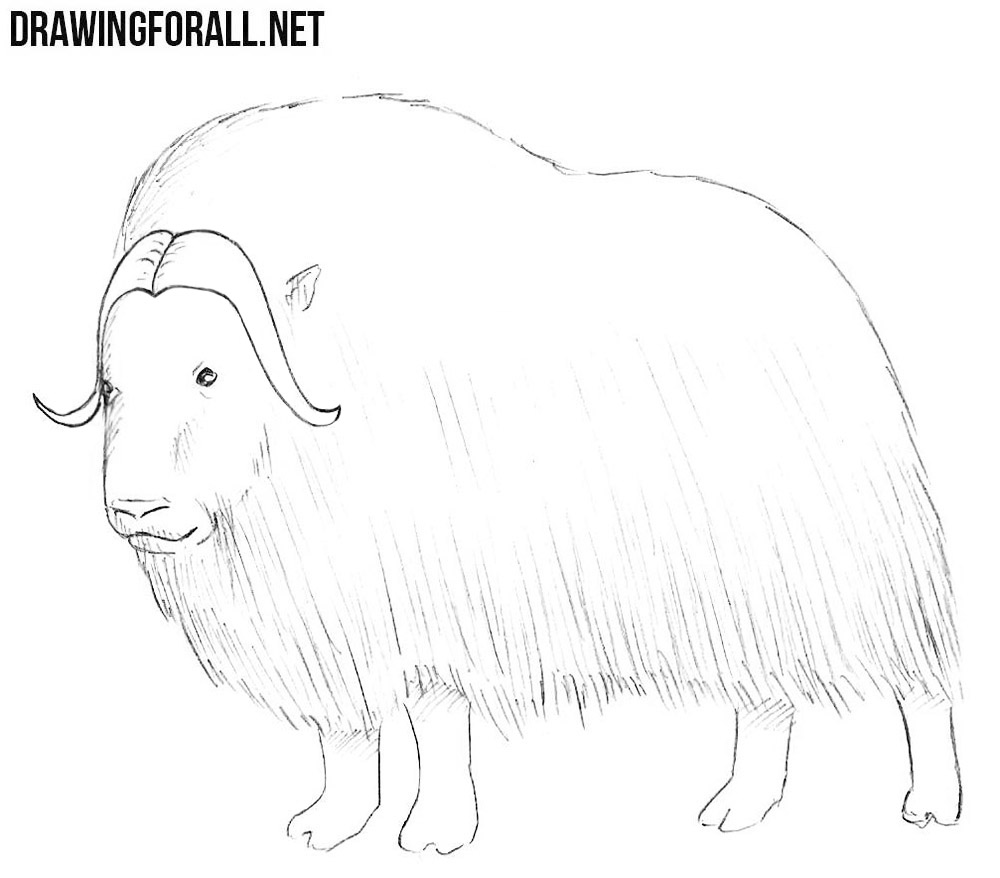 how to draw a Muskox
