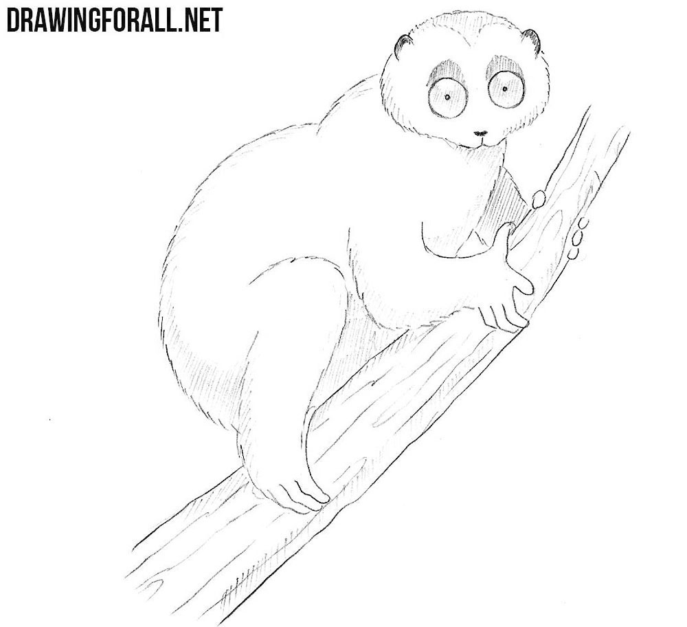 how to draw a Slow Loris