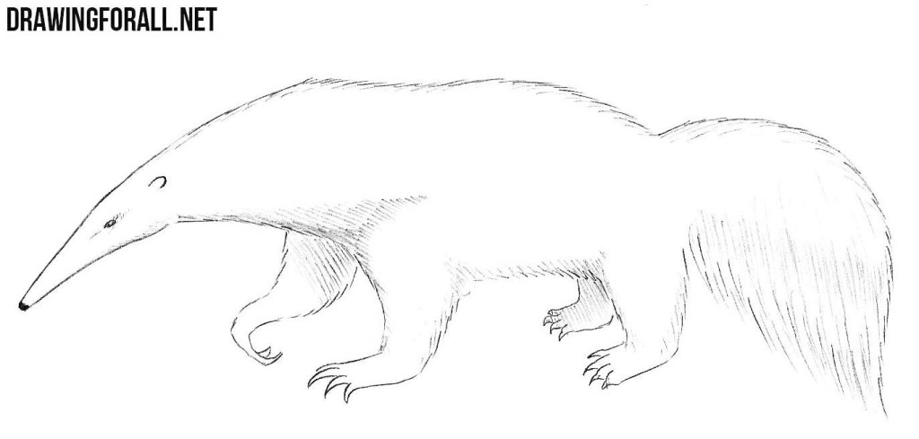 how to draw a anteater