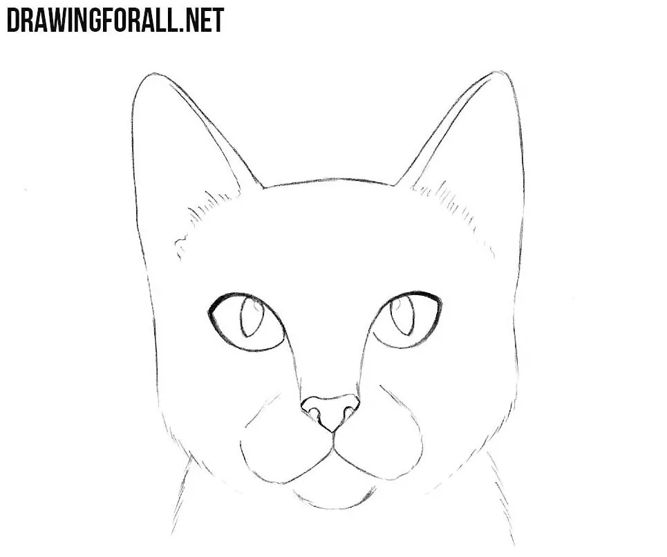 how to draw a cat face