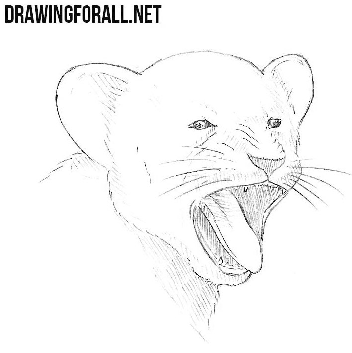how to draw a yawning lion cub