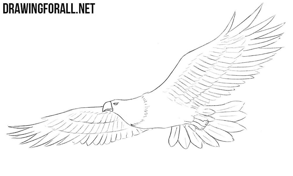 Bald Eagle drawing