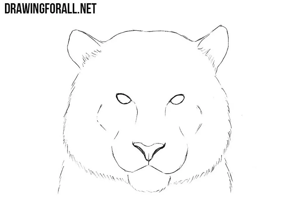 Tiger Head drawing