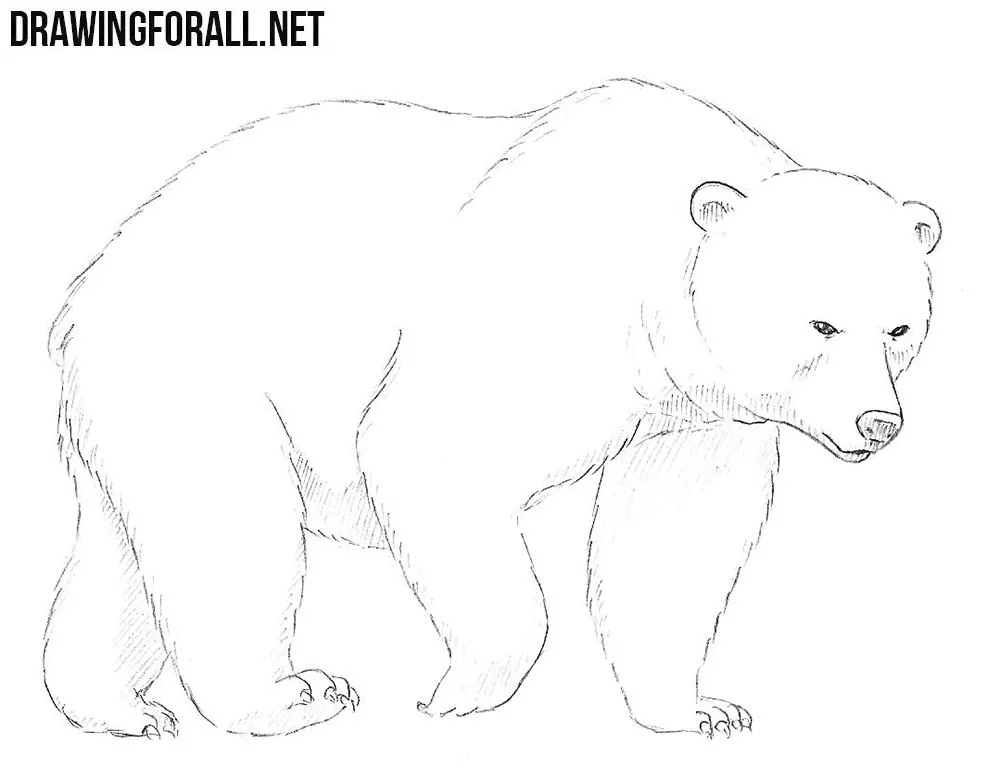 how to draw a Bear