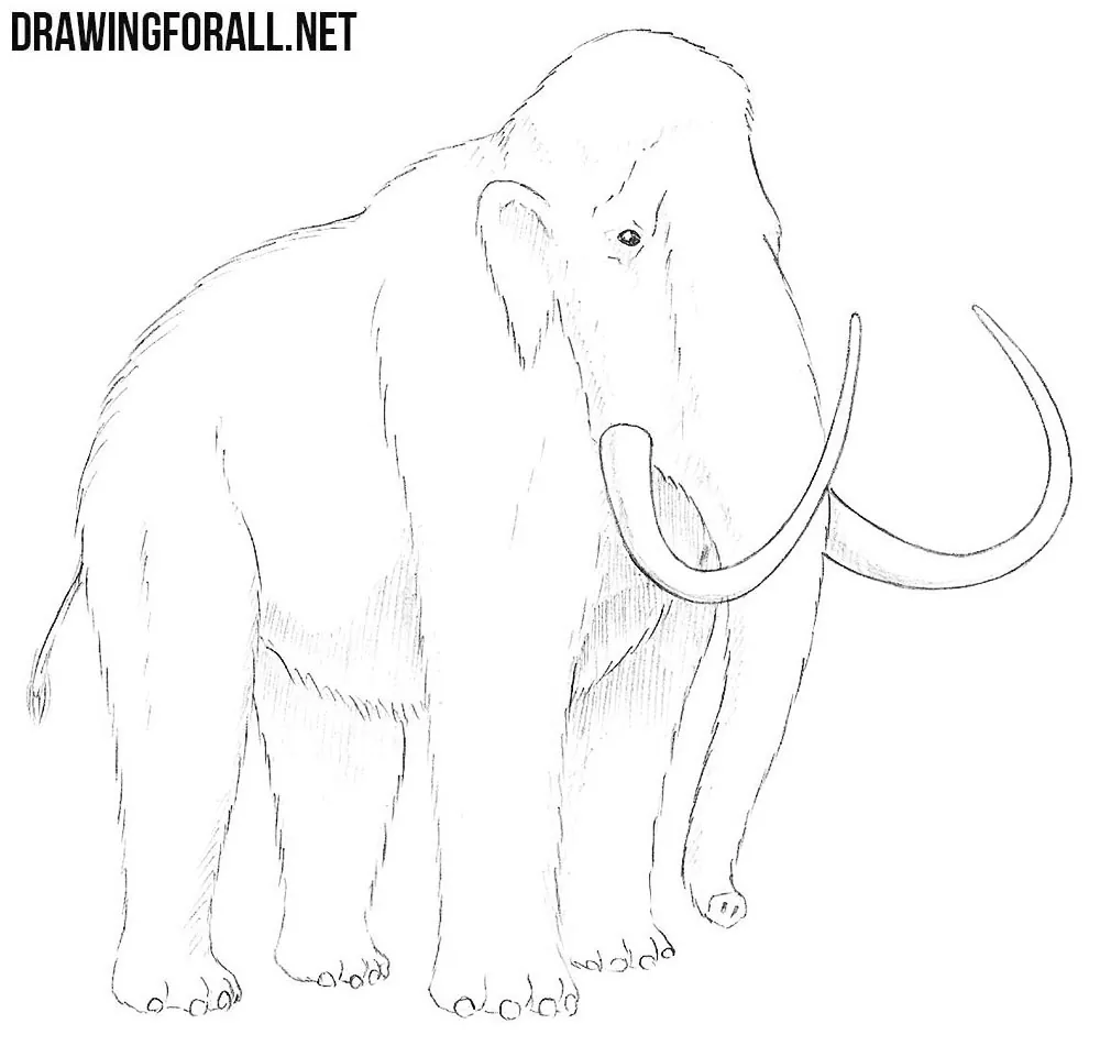 how to draw a Mammoth