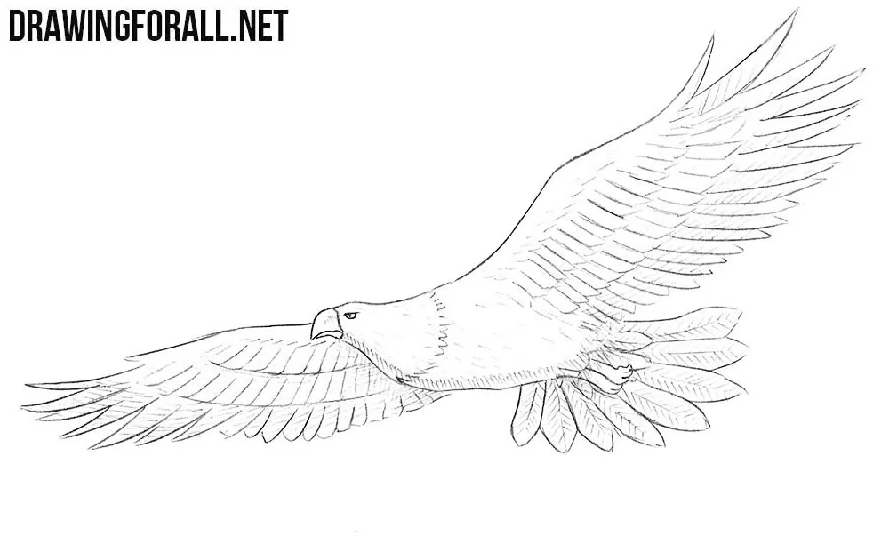 how to draw a Bald Eagle