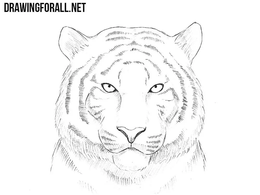 how to draw a How to Draw a Tiger Head