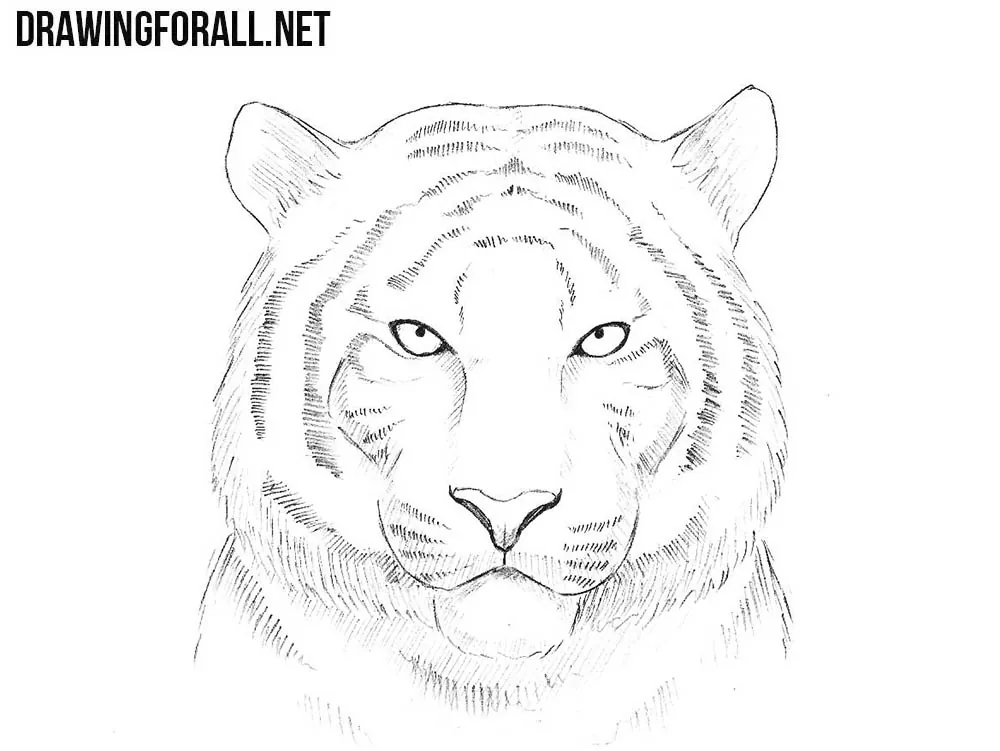 Tiger outline drawing | How to draw A Tiger easy way | Step by step drawings  wild animals - YouTube