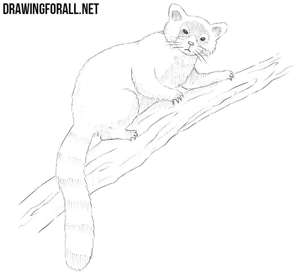 how to draw a Red Panda