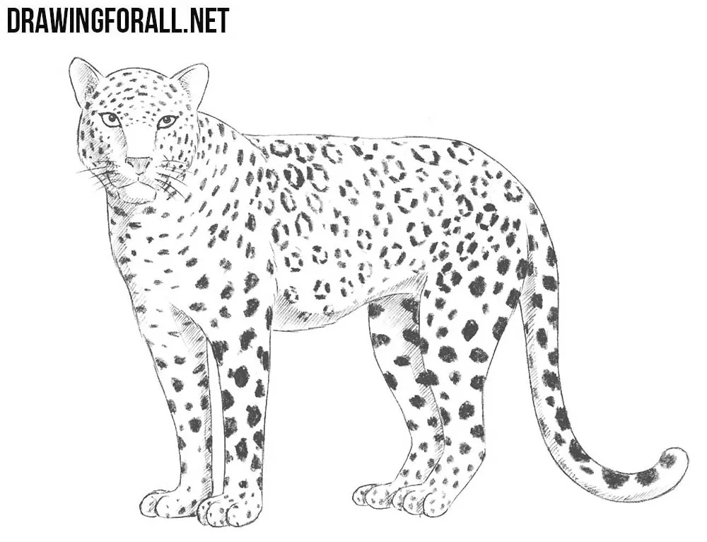 how to draw a leopard