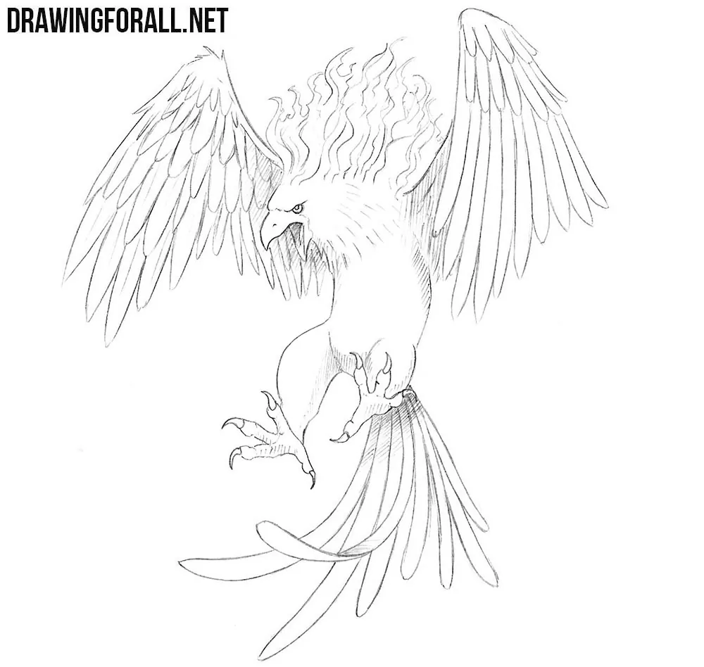 how to draw a Phoenix