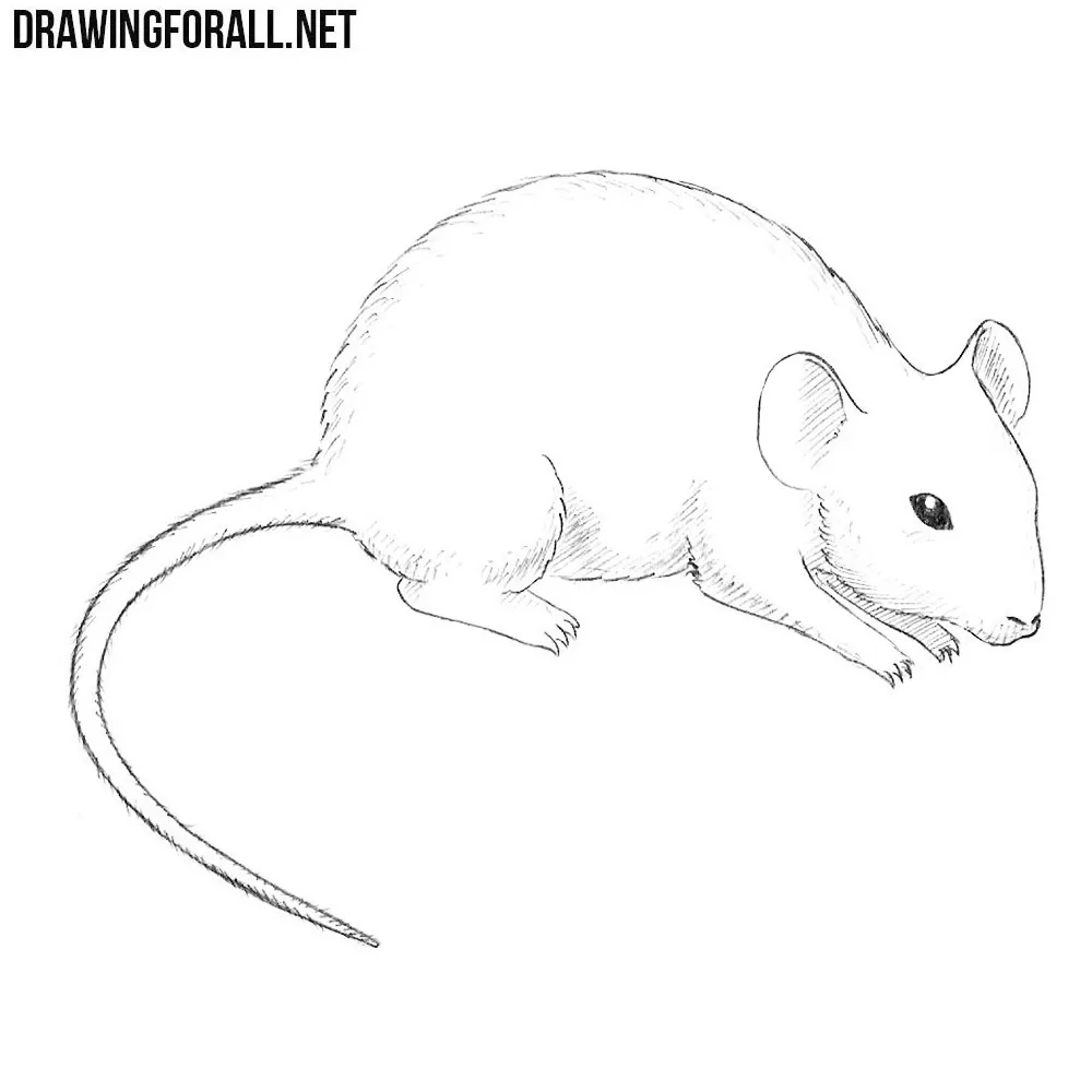 Mouse drawing - Stock Illustration [61059196] - PIXTA